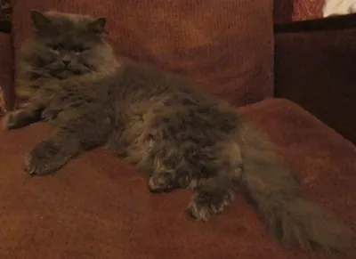 Коты и кошки питомника - Котята - Персидские классические кошки. Цветок  персика.