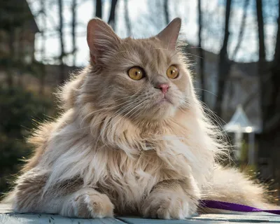 Персидская кошка - цена, характер, описание породы кошки, фото, питомники  персидской кошки, характеристики и отзывы владельцев.
