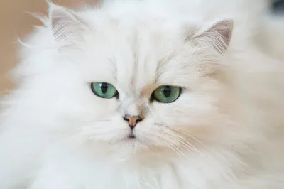 Персидская кошка белая - 68 фото