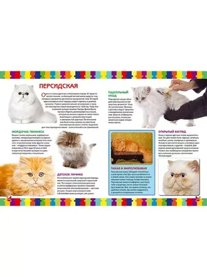 Моя первая книга о кошках и котятах. Детская энциклопедия Владис 10924251  купить за 339 ₽ в интернет-магазине Wildberries