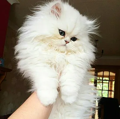 Персидский белый котенок - 68 фото