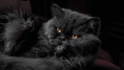 Персидский кот черный - 79 фото