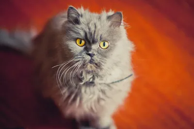 Персидские кошки требуют особого ухода за собой – Женский журнал
