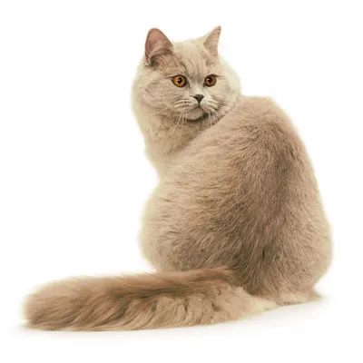 Британская длинношерстная порода кошек: фото, описание и характер