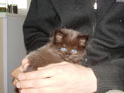 Персидская кошка - «Фото-рассказ о черном персидском коте: характер и  повадки, уход за шерстью и питание. Кот и маленький ребенок.» | отзывы