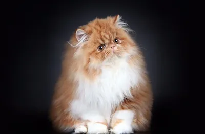 Персидская кошка | Пикабу