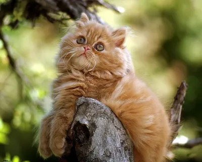 Персидская кошка 🐈 фото, описание персов, характер, уход, стандарты, вес,  окрас, история, кормление
