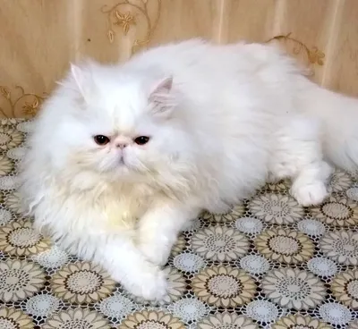 Персидская кошка белая (42 лучших фото)