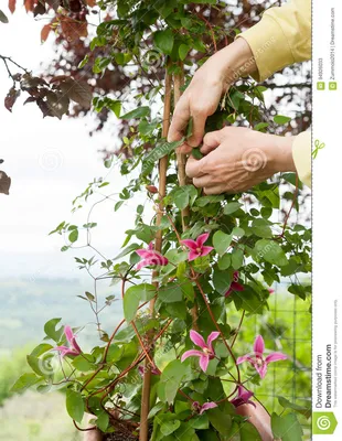 Принцесса Диана Clematis с взбираться фиолетовые красные цветки Стоковое  Изображение - изображение насчитывающей садовник, руки: 94926033