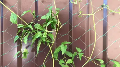 Клематис Тангутский \"Радар любви\" выращенный из семян, растение через 5  месяцев после посева семян - YouTube