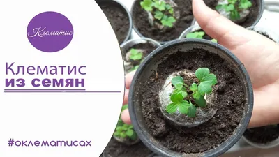 Клематис тангутский радар любви: выращивание из семян, популярные сорта