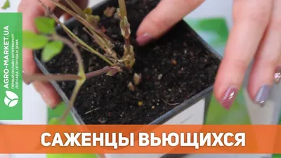 СЕМЕНА КЛЕМАТИСА: купить семена клематиса почтой в Киеве, Одессе и Украине  - цена в интернет магазине Agro-Market