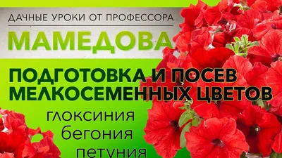 Купить семена цветов с доставкой по Екатеринбургу и России - интернет  магазин семян Томаты Помидоры - страница 5
