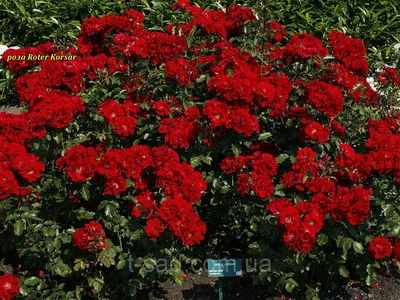Роза Roter Korsar (Красный Корсар)® Штамб 130-140см — Купить Недорого на  Bigl.ua (1748886450)