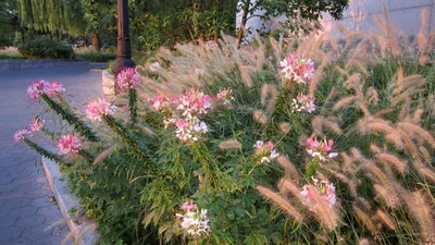 Цветок Клеома Хасслера в домашних условиях — посадка и уход в открытом  грунте.