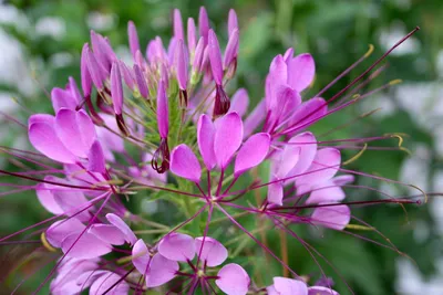 Цветок Клеома: описание, уход, посадка семян и рассады