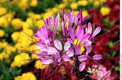 Клеома Брызги шампанского, фото fedzina | Цветоводство, Флористы, Цинния