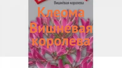 Клеома обыкновенная Вишневая королева 🌿 обзор: как сажать, семена клеомы  Вишневая королева - YouTube