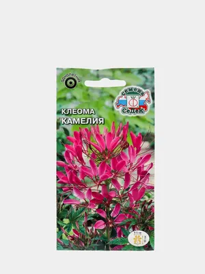 Клеома Камелия (семена,цветы) за 49 ₽ купить в интернет-магазине  KazanExpress