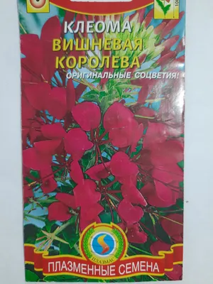 Клеома Вишневая королева /0,2г/Плазменные семена - АГРОМАРКЕТ - Магазин  садівника