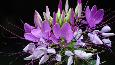 Цветок брызги шампанского - описание растения с фото