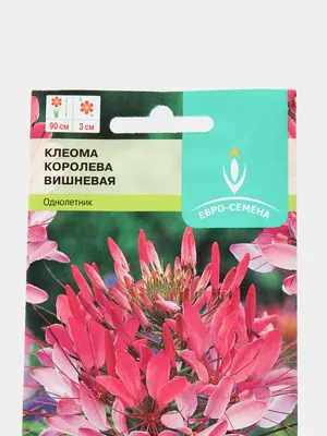 Клеома Королева вишневая 0,3г / Семена цветов за 109 ₽ купить в  интернет-магазине KazanExpress