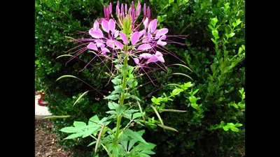 Клеома - грандиозный цветок в саду, описание и выращивание