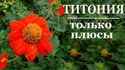Клеома выращивание описание Однолетние цветы 2021 (подробный обзор) -  YouTube