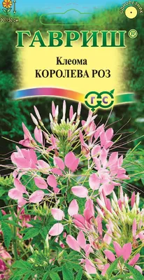 ✓ Семена Клеома Королева роз, 0,2г, Гавриш, Цветочная коллекция по цене 30  руб. ◈ Большой выбор ◈ Купить по всей России ✓ Интернет-магазин Гавриш ☎  8-495-902-77-18