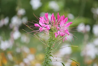 Клеома колючая (Cleome spinosa, Cleome hassleriana) | BOTSAD.BY