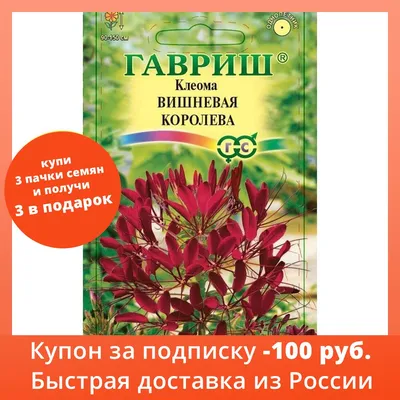 Семена клеомы Вишневая королева 0,3 г| Бесплатная доставка из РФ | 1  упаковка | Дом и сад | АлиЭкспресс