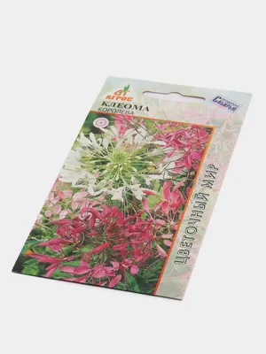 Клеома Колючая Королева, семена цветов за 59 ₽ купить в интернет-магазине  KazanExpress