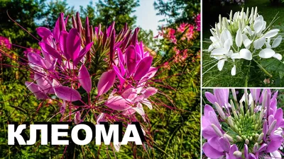 Клеома описание выращивание Цветы цветущие все лето - YouTube