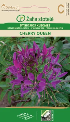 Harilik ämbliklill Cherry Queen punane-violetne Cleome hassleriana Chodat C  - Aednik24