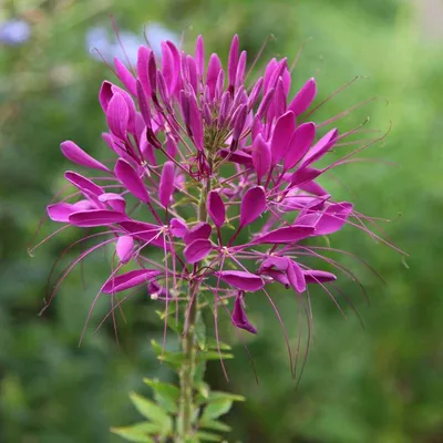 Клеома 'Violet Queen'