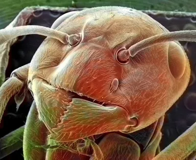 Клещ на морде муравья | Пикабу