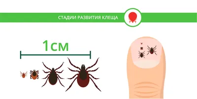 Клещ | PUUGIINFO.EE