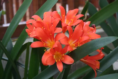 Кливия. Условия цветения | Новости | Интернет-магазин орхидей и  декоративных цветов в Москве. У нас вы можете купить орхидеи с доставкой.