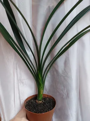 Кливия суриково-красная (Clivia miniata), взрослое растение хорошая  корневая, цена 300 грн — Prom.ua (ID#1429404241)