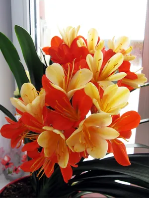Кливия - любимый цветок ВИКТОРИЯ ЛОБАНОВА. Смотрите видео онлайн, бесплатно