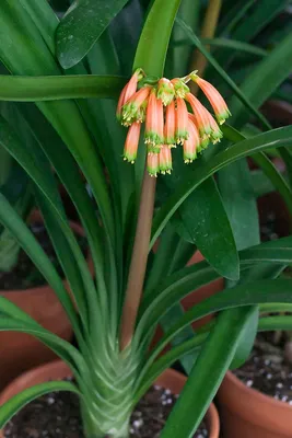 Clivia Robusta and Gardenii in Bloom - Fall 2014 | Beautiful flowers,  Bloom, Lily flower