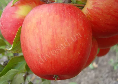 Пинова | саженцы яблони | фото, описание сорта | Дивосад ™