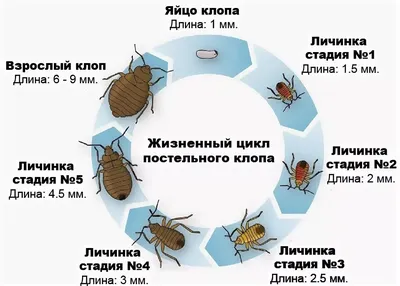 Клопы постельные жизненный цикл | Смотреть 53 фото бесплатно