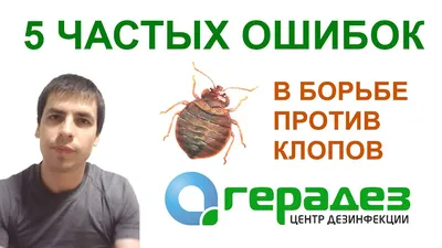 От чего заводятся клопы – что делать и как с ними бороться