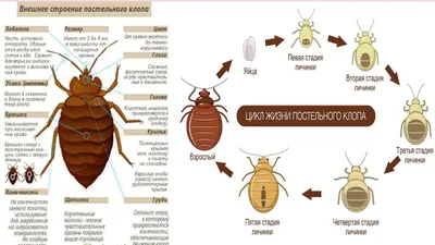 Клопы постельные жизненный цикл | Смотреть 53 фото бесплатно