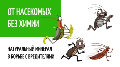 Как избавиться от клопов на одежде - как обработать вещи от клопов