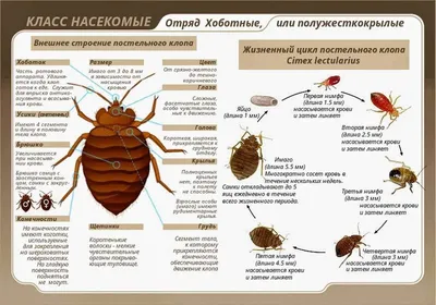 Уничтожение клопов в Пятигорске - Дезинсекция клопов