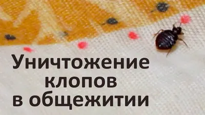 Палач: средство от клопов, тараканов, блох и других насекомых, инструкция  по его применению