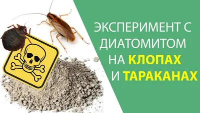 Живут ли клопы в коврах и паласах