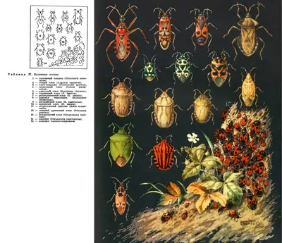 Отряд Полужесткокрылые или Клопы (Hemiptera) | это... Что такое Отряд  Полужесткокрылые или Клопы (Hemiptera)?